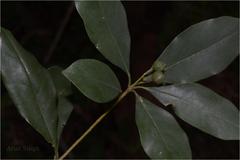 Pittosporum neelgherrense